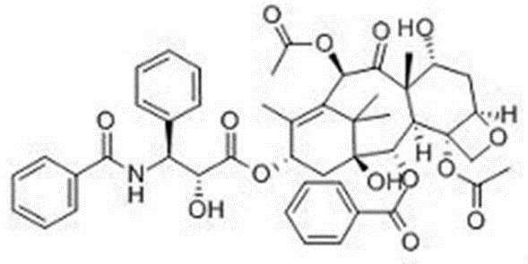 红豆杉：“亦药又亦毒”