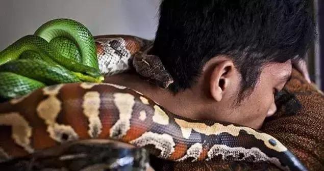 梦之守护，寻觅大蟒蛇的安身之所