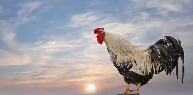 梦见鸡，解读梦境中的吉祥预兆与深层含义