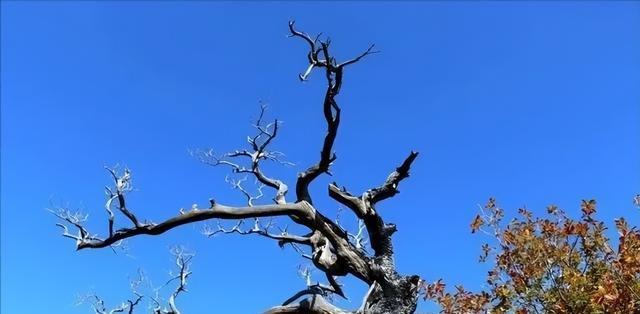 梦境的甜蜜寓言，昨晚梦到树上好多枣的深层解析