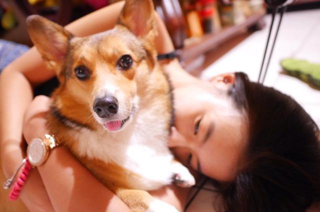 梦中奇遇，逝去宠物的回归与象征——解读梦见死去的狗狗变少年索要铁锹的寓意