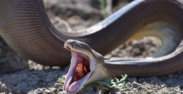 梦到自己打死了一条蛇，为何有一条大蛇找自己报仇？解读梦境中的象征与心理暗示