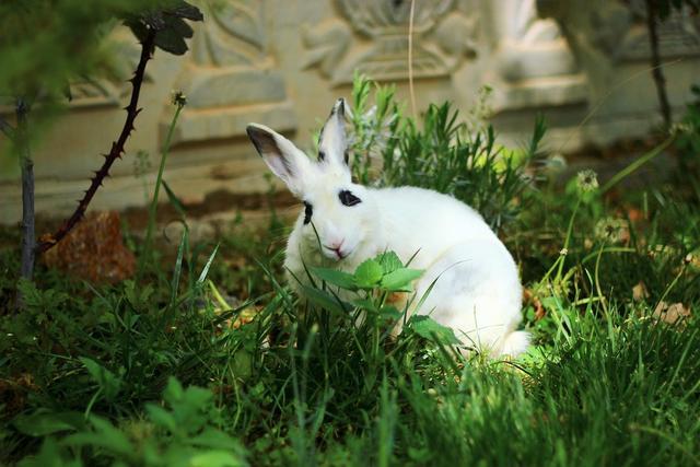 梦境解析，当做梦梦到兔子生小兔子时，这背后的深层含义与个人心理状态紧密相连