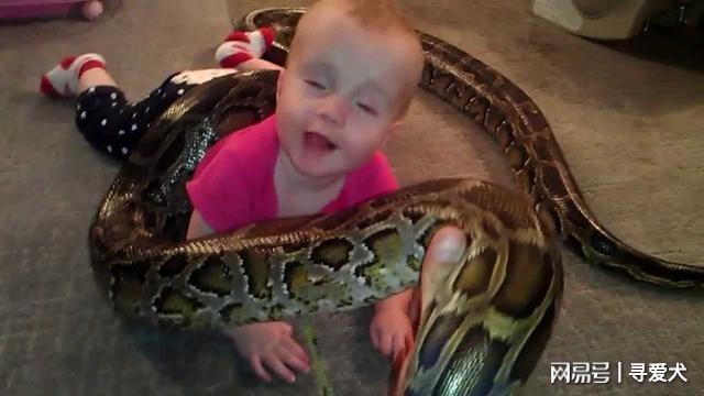 梦魇边缘的母爱呼唤，解密我梦见儿子被大蛇吞食的深层含义