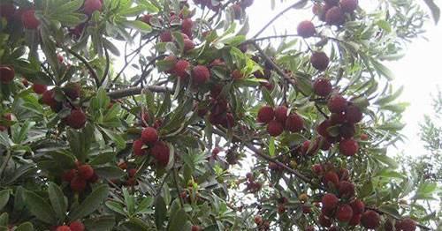 梦境中的警示，三棵枣子树与三条青蛇的寓意及解读