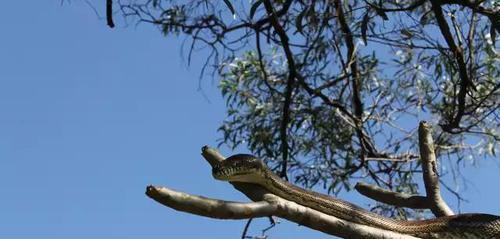 梦见门口树上两条蛇追人，梦境解析与心理暗示