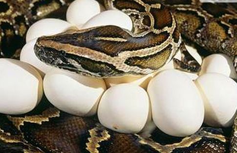 梦见两条蟒蛇分别吃了一只鸡，探索梦境背后的深层含义