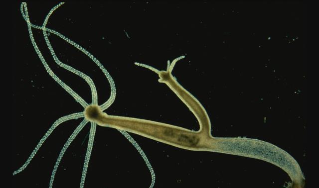 梦见蜈蚣在爬，梦境背后的深层含义与启示