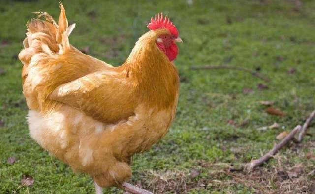 梦见丈夫啃鸡的脚，探索梦境背后的深层含义