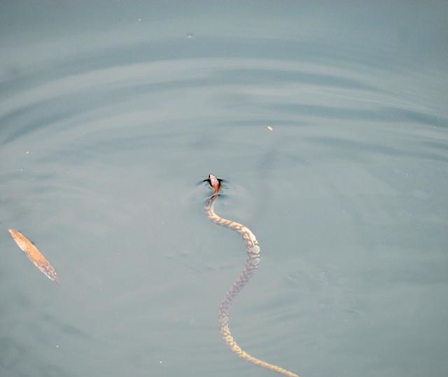 孕期梦境解析，孕妇池塘边杀鱼与小蛇的象征意义