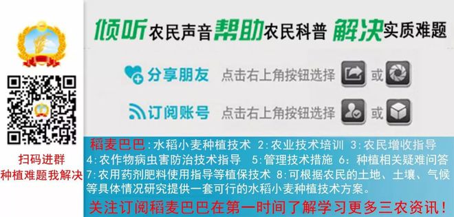 小麥百科：小麥生育期的分界線及各個時期持續(xù)的時間是多久？