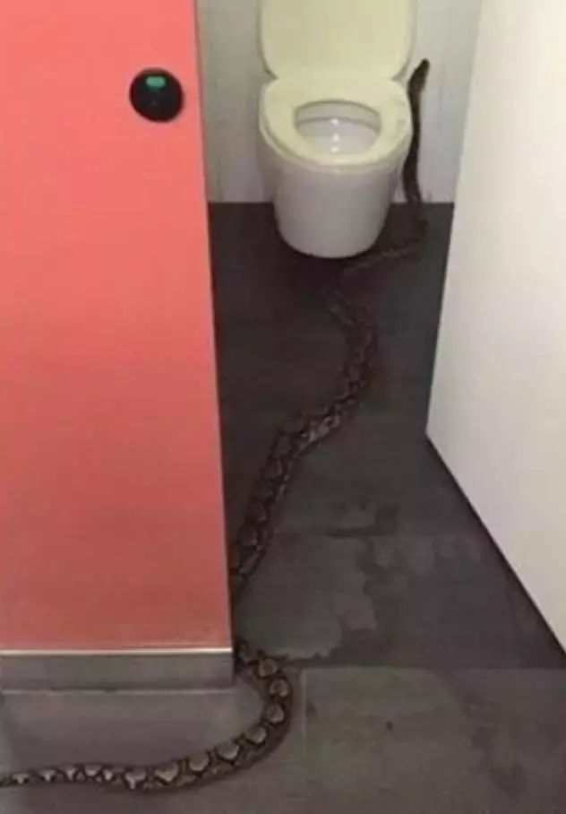 家中的双蛇之梦，解密卫生间下水道与逃脱的隐喻