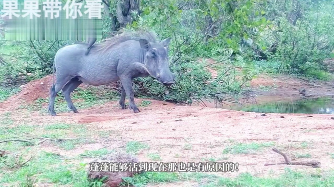 梦到大蟒蛇咬别人，探索梦境背后的深层含义与心理解析