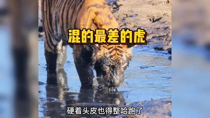 梦境之谜，兄妹共擒双虎——解析梦见哥哥和我抓住两只老虎并杀死的深层含义