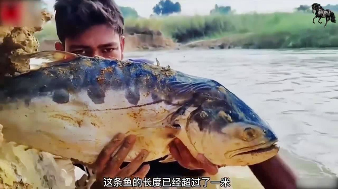 梦见抓了一条大鱼突然变成一只鸡，探索梦境中的奇异转变与深层含义