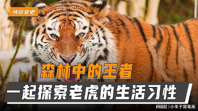 梦见大白老虎在对面，探索梦境中的力量与启示