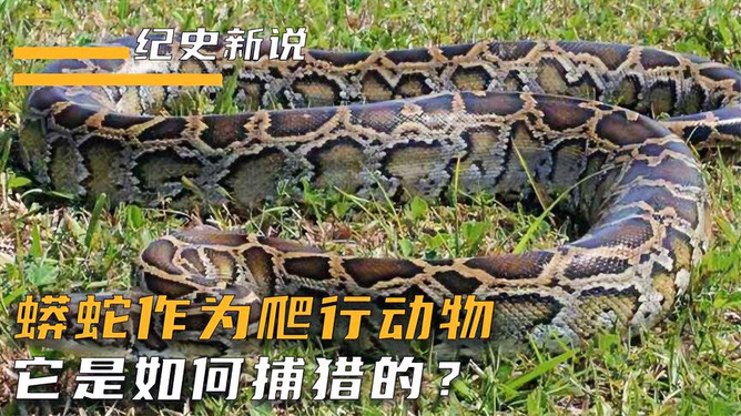 女人梦见被蟒蛇追，梦境背后的深层含义与心理解析