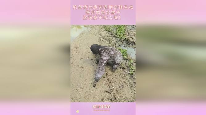 梦境解析，梦见棺材被水淹没，蛆虫爬满全身——深层心理暗示与情感解读