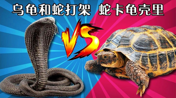 梦境交织，我梦到蛇与龟的深层寓意探索