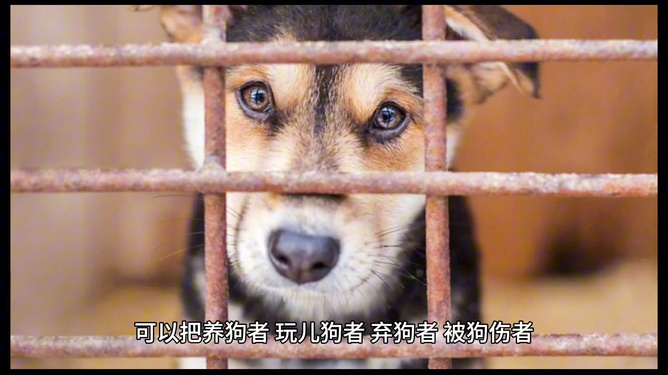梦境中的冲突与解决，解析梦见被狗咬又把狗打死了的深层含义