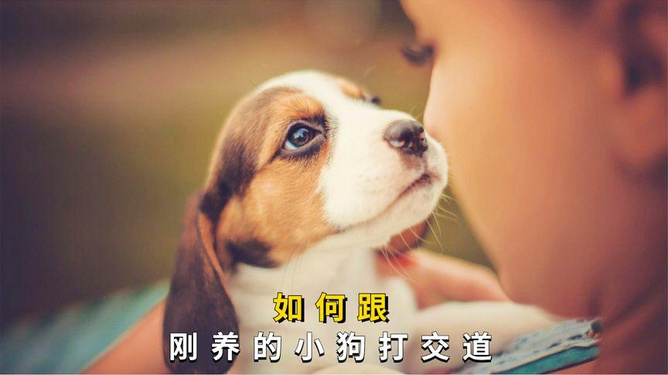 梦到被狗咬手，解读梦境中的警示与情感纠葛