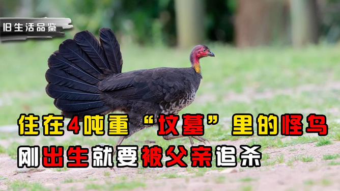 梦境交织，红色灵犬自父坟出，寓意何为？