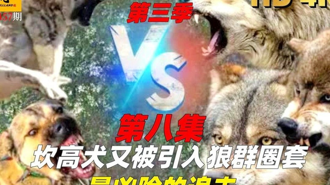 梦境追击，解读梦见狗追自己咬衣袖子的深层含义