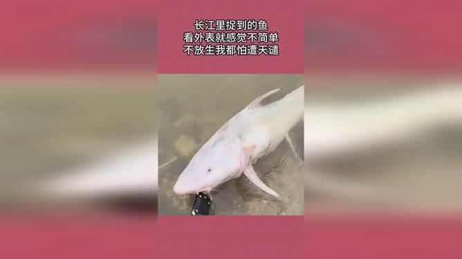 梦到做鱼，深层次的心理隐喻与情感解析