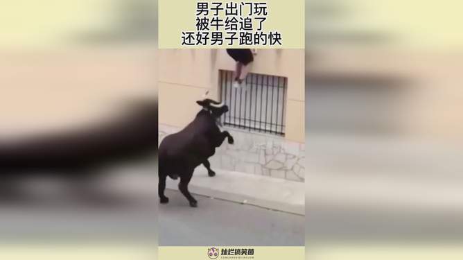 孕妇梦见被牛追，梦境背后的深层含义与解读