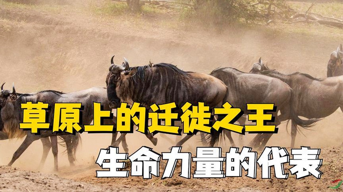 梦境解析，双蟒之兆——父爱与自然法则的交织