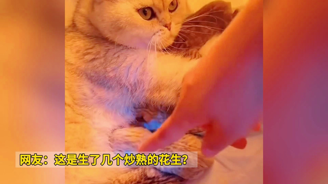 梦境解析，梦见朋友生小猫，潜意识里的新生与温柔蜕变