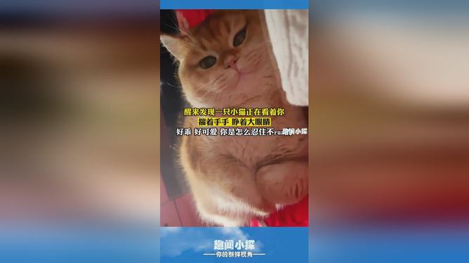 梦境解析，梦见猫抓我手不放但没咬我——潜意识的警醒与未竟的探索