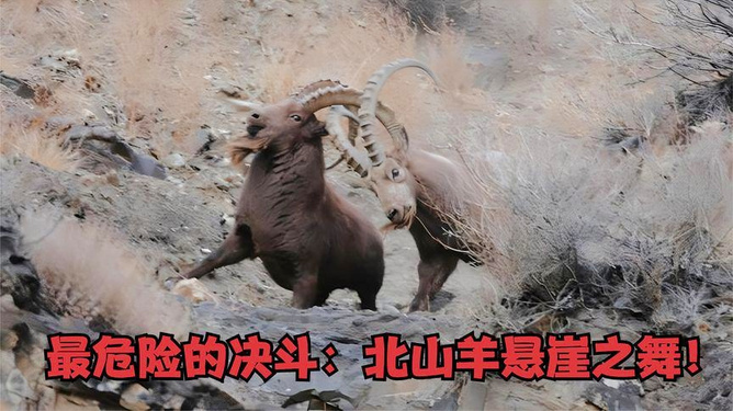梦见与小山羊共舞，探索梦境中的纯真与和谐