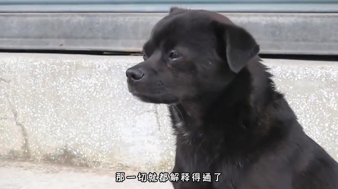 梦魇边缘，解析大黑狗与小黑狗咬破鞋的深层梦境意象