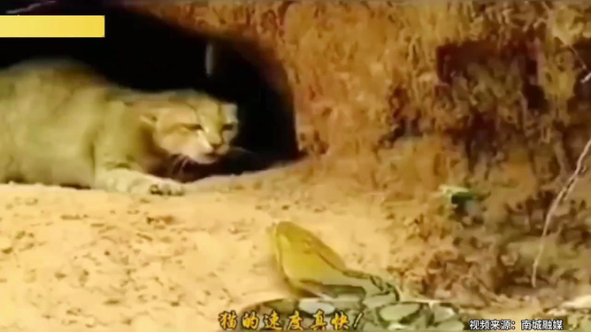 梦境交织，蛇与猫的神秘对话——一场关于潜意识与自我探索的解梦之旅