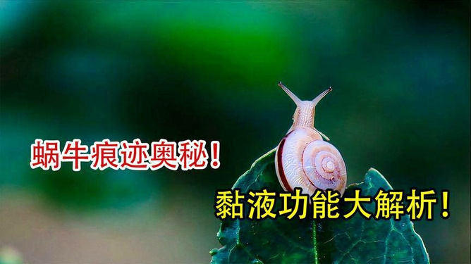 梦见掉牙怎么解呀，探索梦境背后的深层含义与心理解析