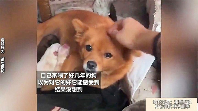 连着两天梦到狗，解读梦境中的忠诚与情感纽带