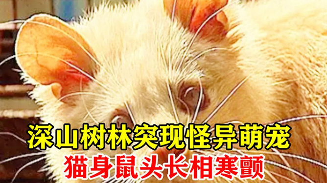 梦境迷踪，解读梦见奇怪的老鼠的深层含义