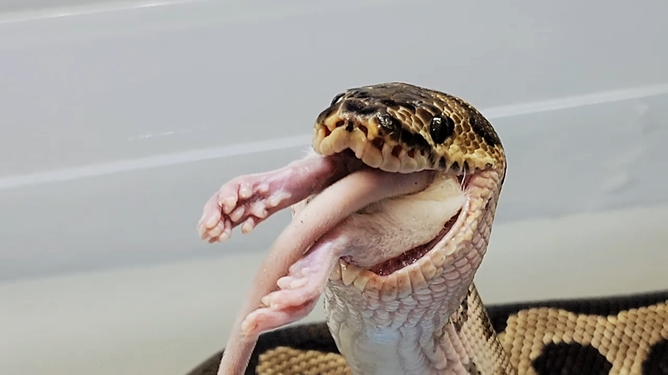 梦见蛇首先咬脚后来咬手不放，解读梦境中的恐惧与转变