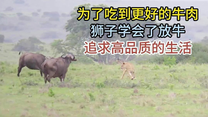 梦见牛追我然后把我拱飞，一场梦境的深层解析