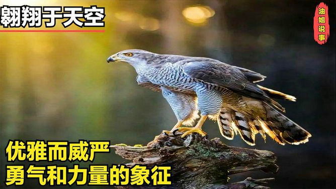 梦见老虎老鹰，探索梦境中的力量象征与内心启示