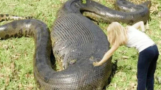 蛇影重重，解析频繁梦见蛇的深层含义与心理暗示