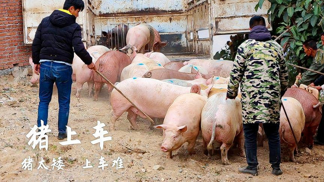 梦见被被又高又大的猪追赶，解读梦境中的象征与启示