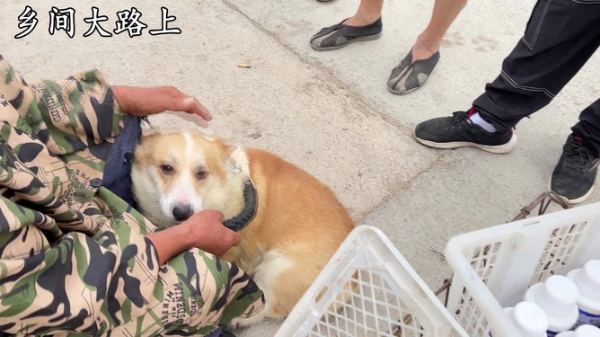 孕妇梦见被两只狗咬，梦境背后的深层含义与解读