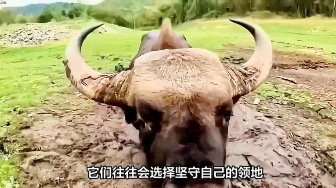 梦境中的牛，解读梦见牛的深层含义与心理暗示