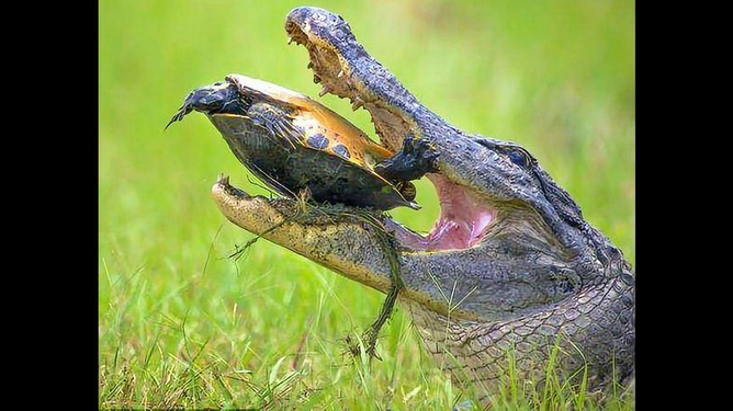 梦见抓到甲鱼，寓意与解析