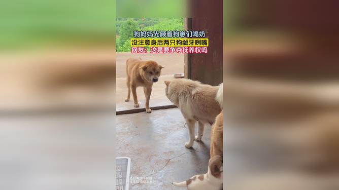 梦见狗吃奶，解读梦境中的温馨与启示