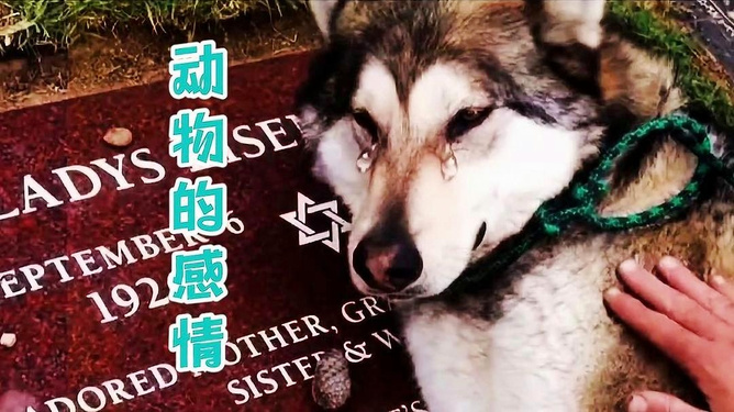 梦境迷雾，梦见过世的弟弟被狗咬了——解密潜意识中的情感与警示