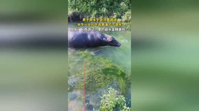 梦游池塘，解读梦见池塘里一头牛在游泳的深层含义
