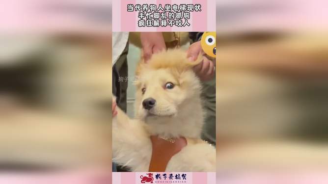 梦境解析，梦到狗咬了小孙女的手，花花的恤好不好？